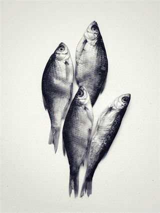 Fodergrossisten.dk har alt fra agn til rotter til slanger