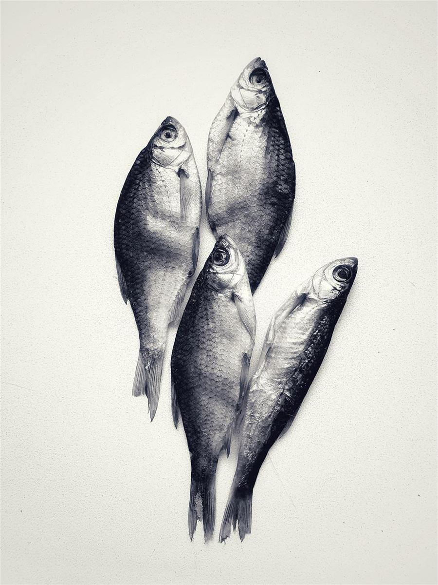 Fodergrossisten.dk har alt fra agn til rotter til slanger